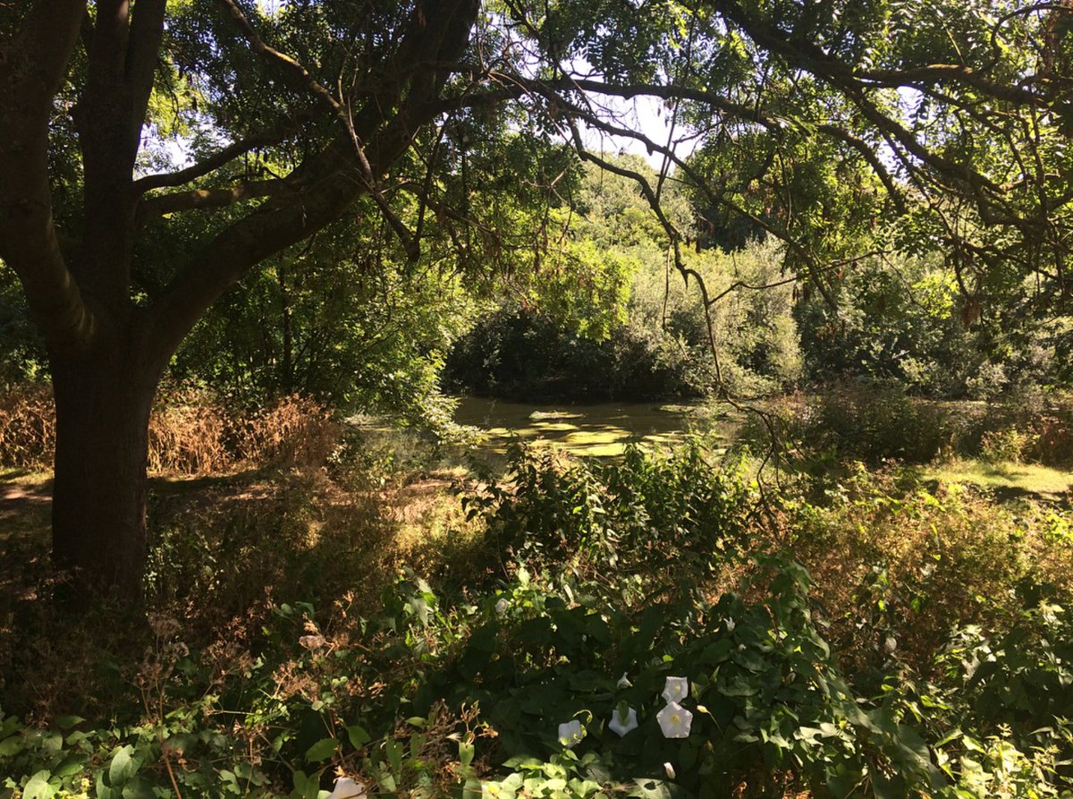 Even in the most chaotic cities -cough* cough* #London*-, #Nature has the most magnificent shrines to leave you in wonder! 🌳🌱🍃 Happy #NationalParksWeek, everyone! 💚 #Hackney #HackneyMarshes | 📷 IG: bennett.kiera