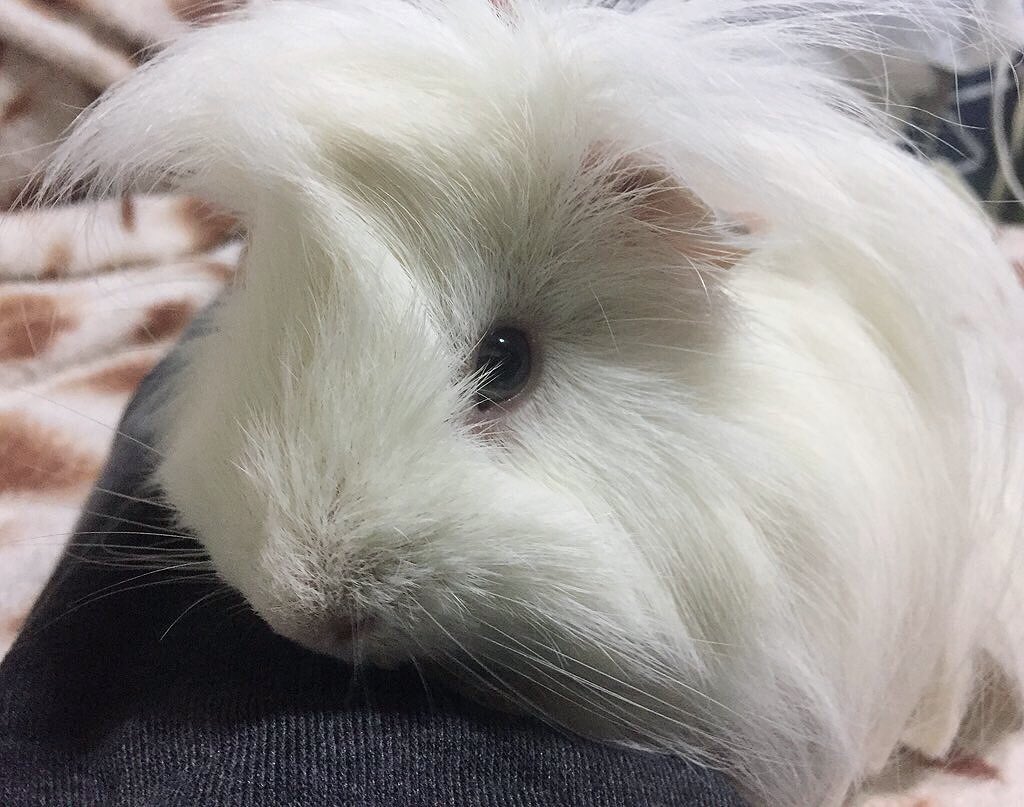 charming_1027's tweet photo. レオちゃんを看取る事が出来ました。
チャミの時は覚悟が少し出来ていたけど、レオとはもっと一緒に何年も側にいれると思ってました。レオが興奮して跳ねて喜ぶ姿もまだまだみれると思ってました。レオをもっと幸せに生かしてあげたかったです。

みなさまチャミとレオを沢山ありがとうございました。 https://t.co/N7YZFmbhSB