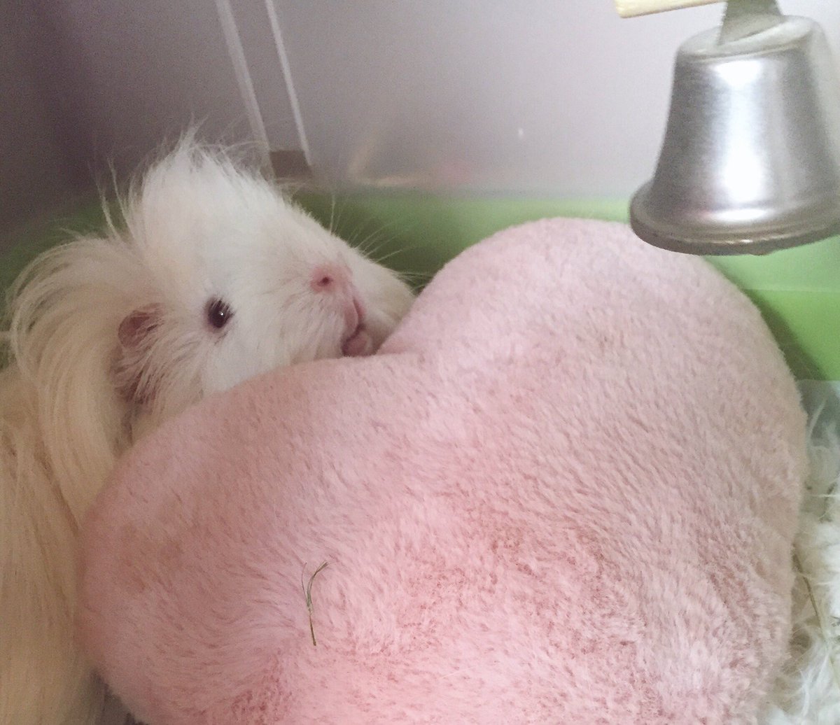charming_1027's tweet photo. レオちゃんを看取る事が出来ました。
チャミの時は覚悟が少し出来ていたけど、レオとはもっと一緒に何年も側にいれると思ってました。レオが興奮して跳ねて喜ぶ姿もまだまだみれると思ってました。レオをもっと幸せに生かしてあげたかったです。

みなさまチャミとレオを沢山ありがとうございました。 https://t.co/N7YZFmbhSB
