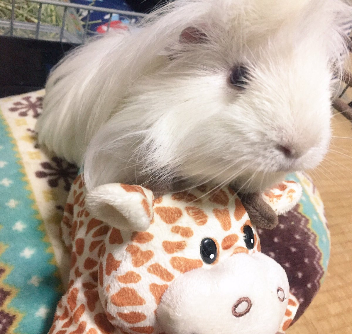 charming_1027's tweet photo. レオちゃんを看取る事が出来ました。
チャミの時は覚悟が少し出来ていたけど、レオとはもっと一緒に何年も側にいれると思ってました。レオが興奮して跳ねて喜ぶ姿もまだまだみれると思ってました。レオをもっと幸せに生かしてあげたかったです。

みなさまチャミとレオを沢山ありがとうございました。 https://t.co/N7YZFmbhSB