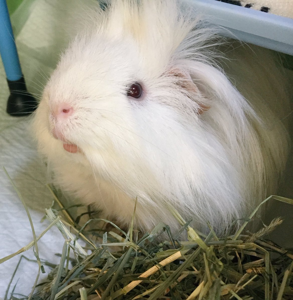 charming_1027's tweet photo. レオちゃんを看取る事が出来ました。
チャミの時は覚悟が少し出来ていたけど、レオとはもっと一緒に何年も側にいれると思ってました。レオが興奮して跳ねて喜ぶ姿もまだまだみれると思ってました。レオをもっと幸せに生かしてあげたかったです。

みなさまチャミとレオを沢山ありがとうございました。 https://t.co/N7YZFmbhSB