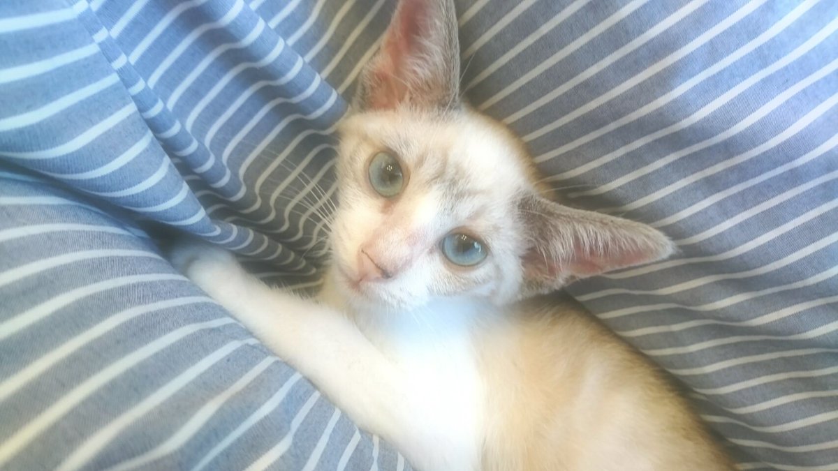 mell_cp's tweet photo. 猫カフェ🐱に行ってきますた(˵ ˃̶̀ε ˂̶́ ˵)
ずっとにやにやしてたよ(ｷﾓｲ)
可愛いかった(°´˘`° ) https://t.co/3wIj6t3iJb