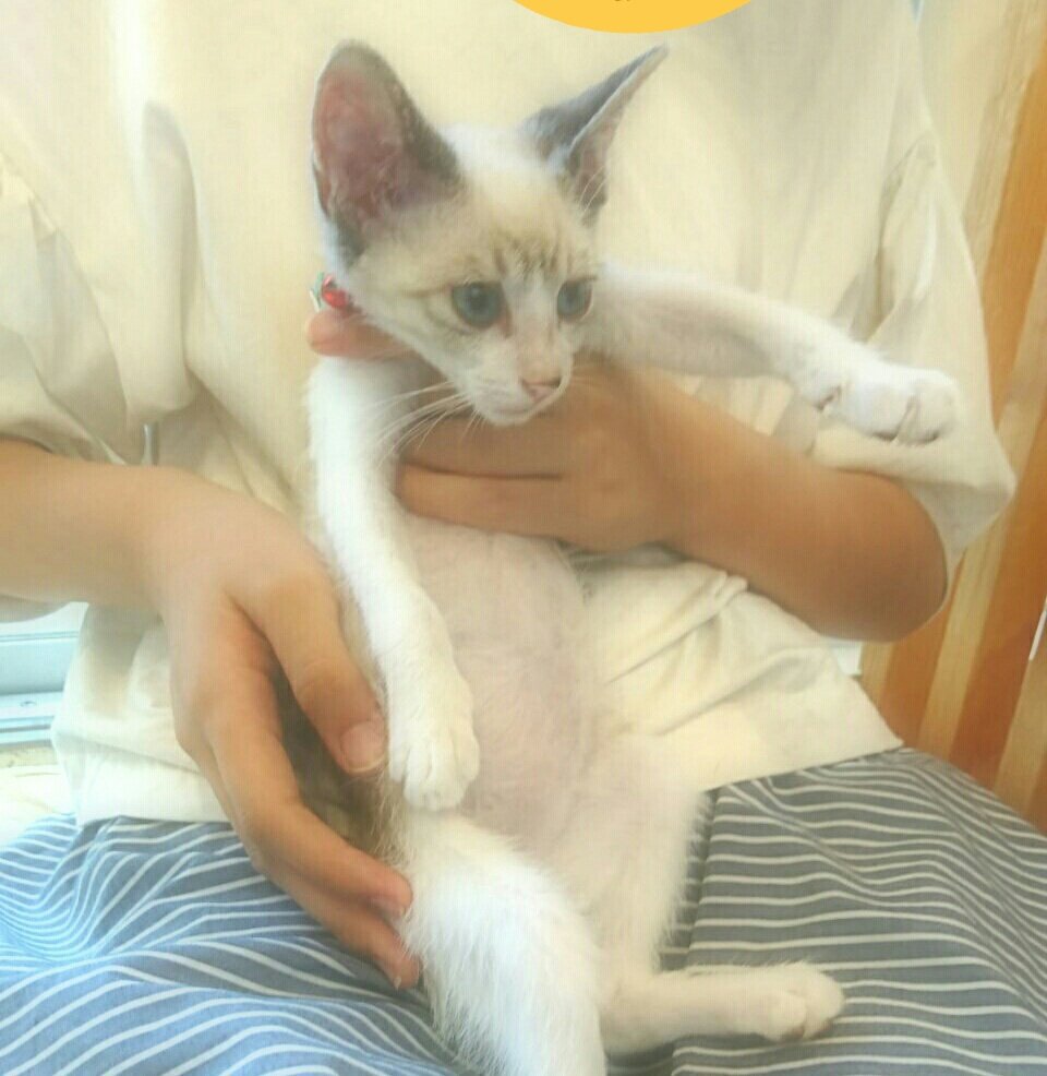 mell_cp's tweet photo. 猫カフェ🐱に行ってきますた(˵ ˃̶̀ε ˂̶́ ˵)
ずっとにやにやしてたよ(ｷﾓｲ)
可愛いかった(°´˘`° ) https://t.co/3wIj6t3iJb