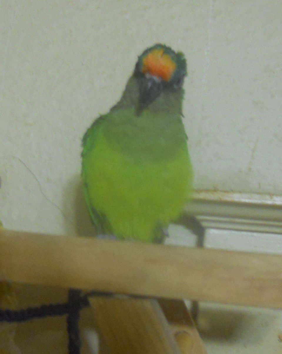 MilosParrots's tweet photo. Put us together and you get ROCK and ROLL !!!!
#frontfacingbirds
#Parrots #Parits #ParrotsAreAwesome #ConuresRule https://t.co/Zix2PDXGqK