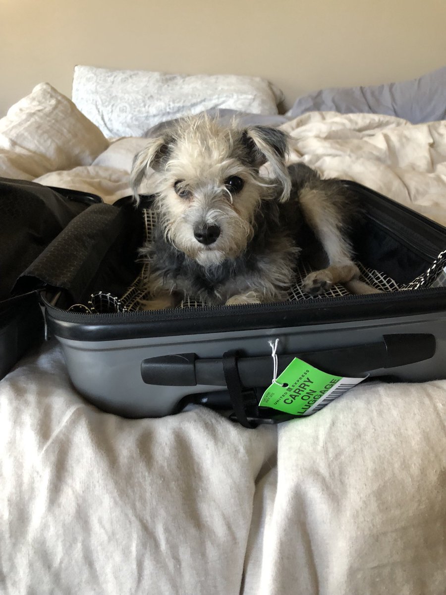PetalsPost's tweet photo. Work trip this week.🛩💼 Be back Friyay! 🐾❤️🐶 @Ami_Marisol https://t.co/Tm8KR8PovX