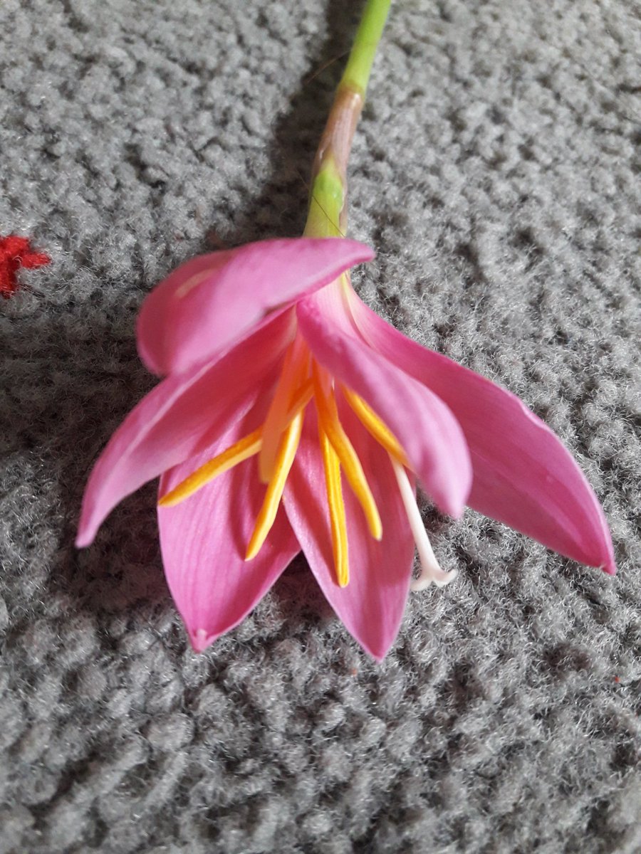 deepa_ach's tweet photo. याे फुलकाे नाम के हाेला, कसैलाई थाहा छ भने भनिदिनुस न !  #flower #beauty #nametheflower https://t.co/0NC8QeF30N