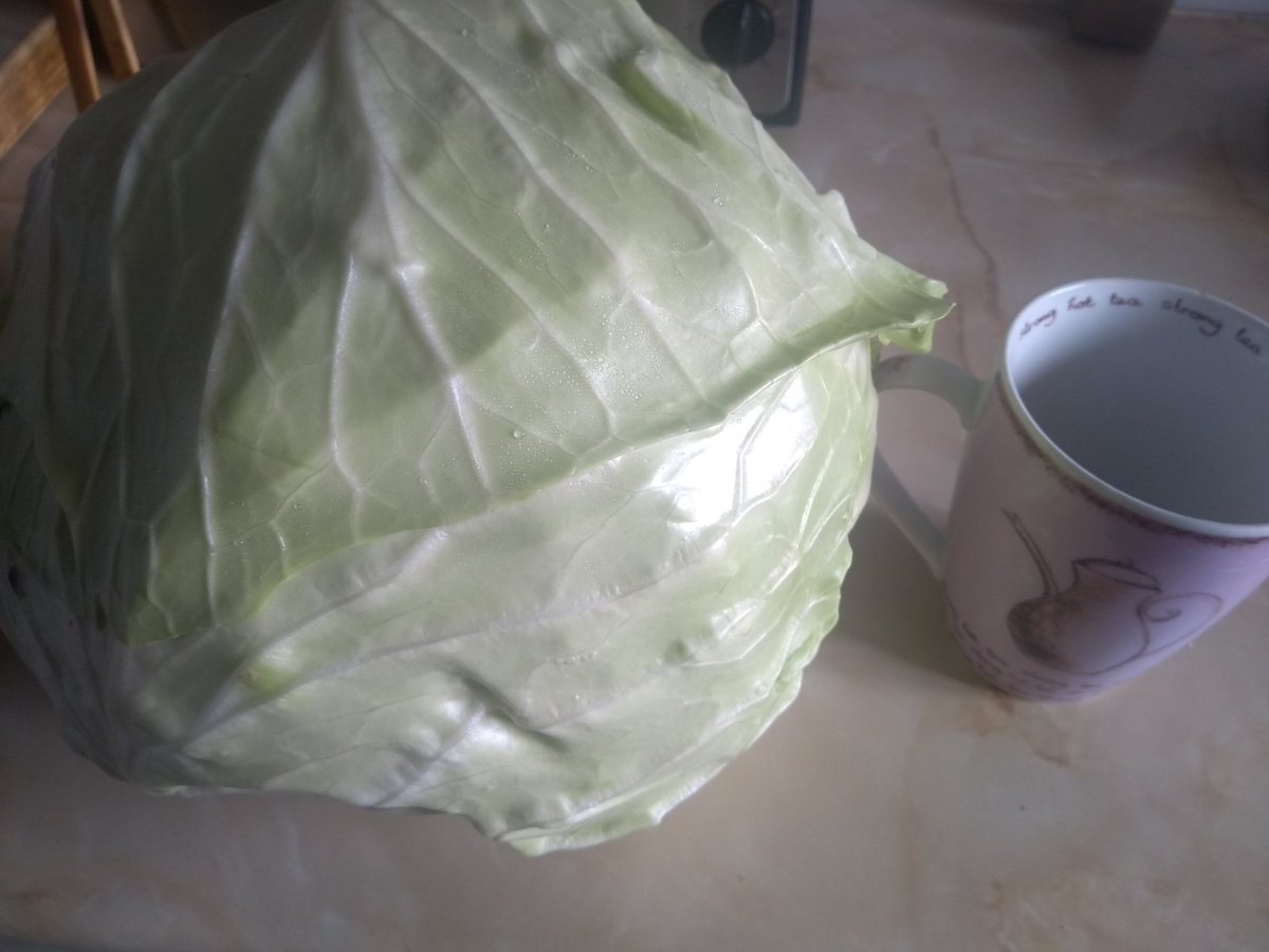 Dehoffren's tweet image. 3.45kg of cabbage... By heck I'm going to have cabbage every which way methinks