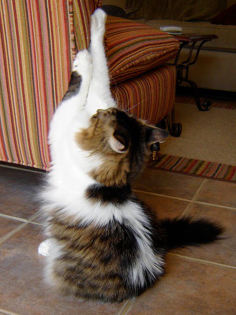CatFoodBreath's tweet photo. Great moments in #TourDeCouch history.....
Here's Cal ascending to the medium mountain peak course during #Tour2016. As you recall, Cal naps for the German team.
#LeTour #BetterThanThatOtherTour #BetterThanGolf https://t.co/7DHUotqBjQ