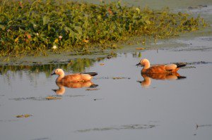 The Nature Volunteers - Indore tweet media