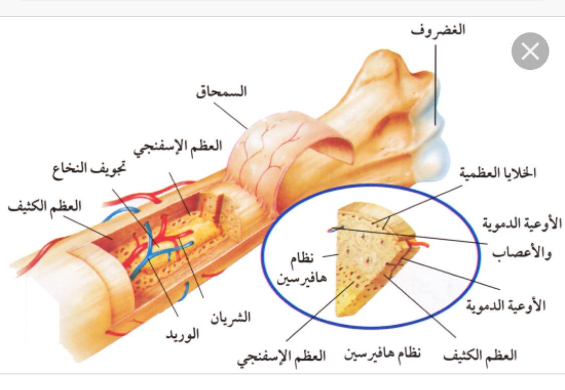 ما وظيفه العظم الاسفنجي