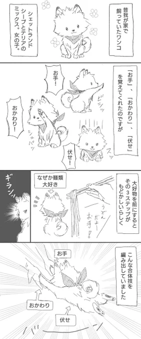 昔飼ってたワンコの思い出 