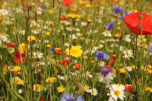 WildlifeMag's tweet photo. How to sow a wildflower mini-meadow

Create a wildflower haven in your garden to help important pollinators by following these four easy steps: https://t.co/cNlN6Bm4mU 
📷 iStock https://t.co/ogyMCf3I5w