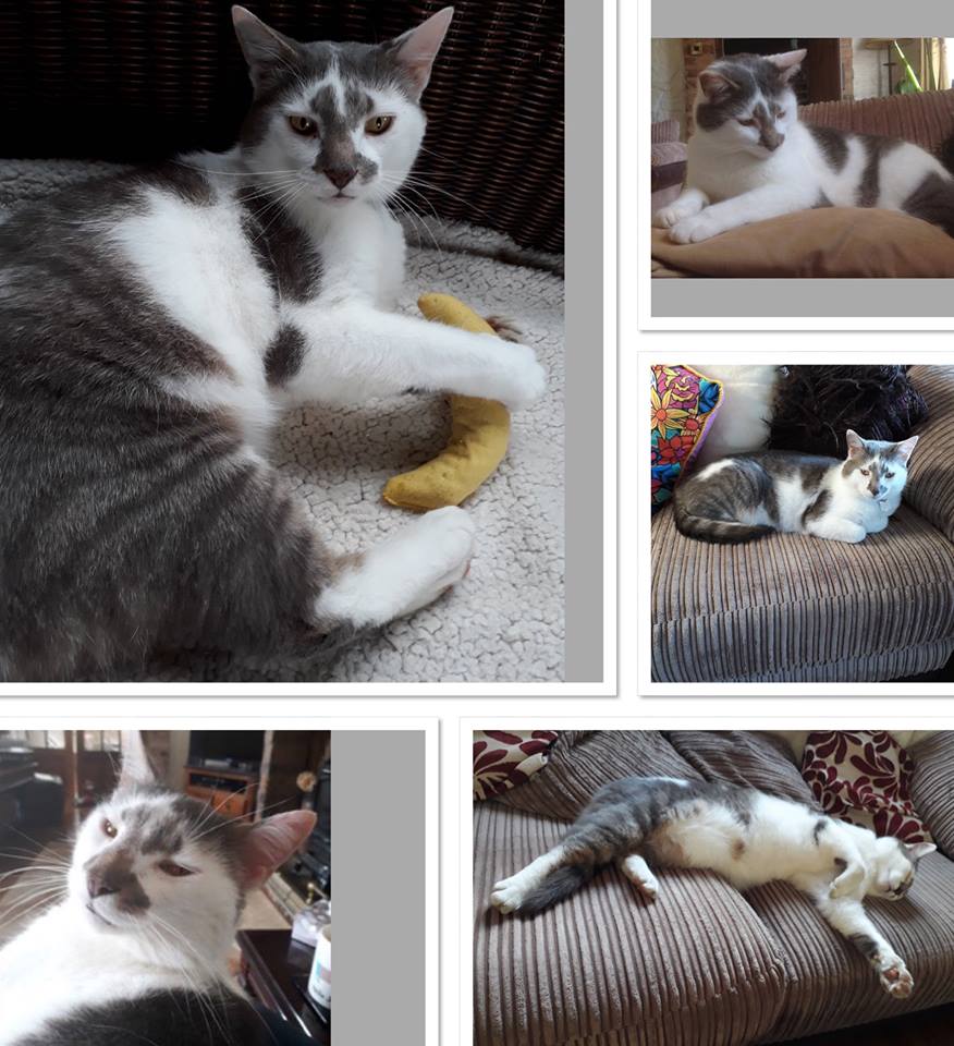 CatsMissing's tweet photo. #FindOurCooper #LostCat Vanished Tuesday 17/7/18 9:30am from garden Treuddyn #Mold #Flintshire CH7 #Wales Tabby/White/Grey+Tabby legs+ Grey nose patch Silver collar+bell+cat shaped name tag Neutered Chipped #ScanMe #MissingCatsUK @AnimalSearchUK https://t.co/cH5UVASrgM @fluffsie https://t.co/vf5iDHRNiK