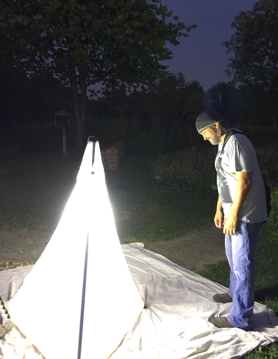 raptorwatcher's tweet photo. Fantastic night #ChambersFarmWood for #MothNight We had 6 traps running throughout the reserve. 100’s of #Moths, #Bats & #Hornets #MorhFest #CloudedMagpie #PineHM #BlackArches #BorderedBeauty #PurpleThorn #ElephantHM #PoplarHM #CoxcombProminent https://t.co/0saYWfySX4