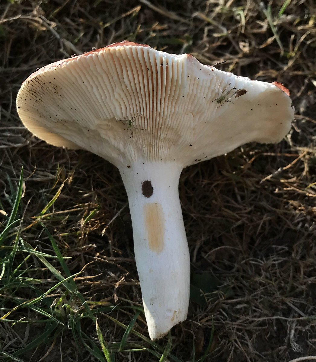How to salt the russula for the winter at home 12 How to salt the russula for the winter at home 11