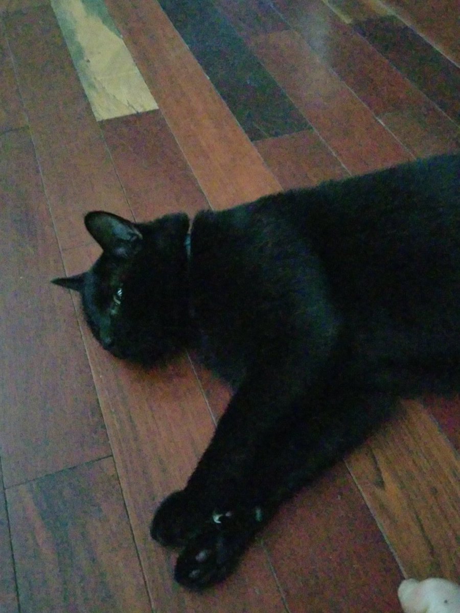 gansett62's tweet photo. Enjoying the rain with Inky https://t.co/UTENgsXmi1