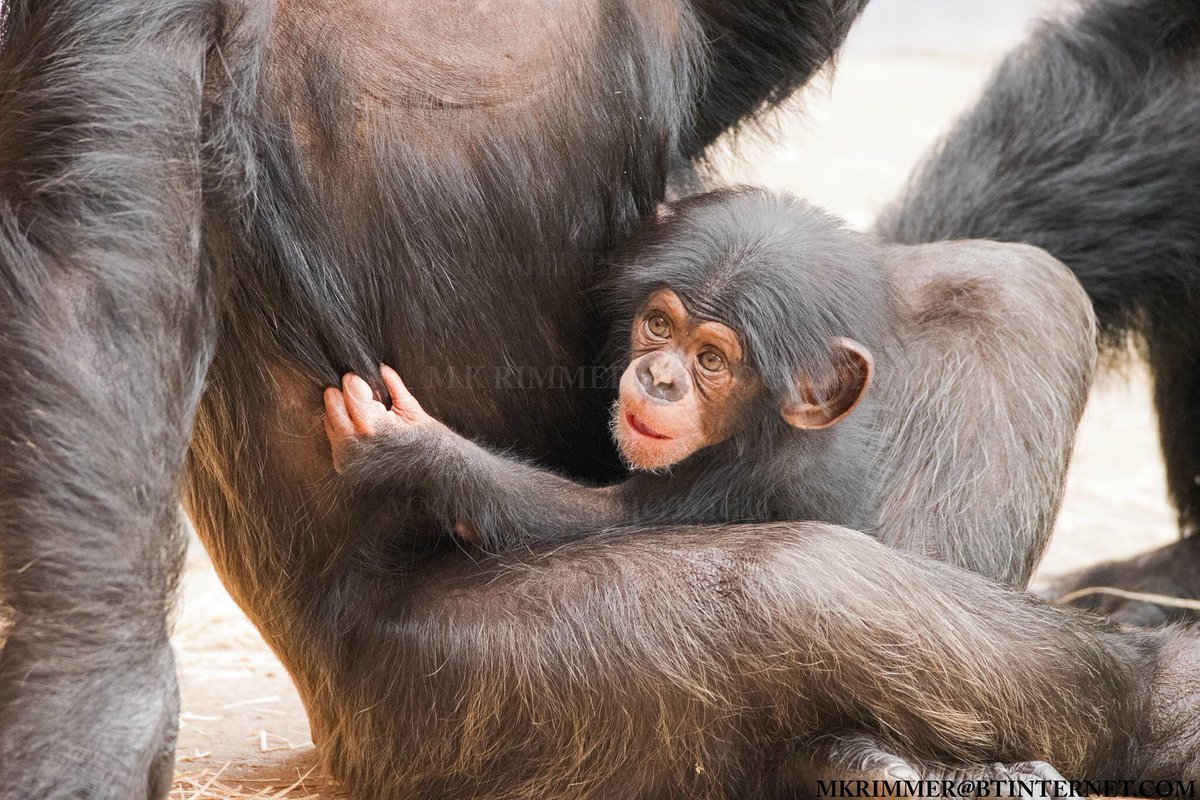 While adult Chimps scare me somewhat due to their strength I have to say baby Chimps are cute. Photo taken yesterday at <a href="/chesterzoo/">Chester Zoo</a>