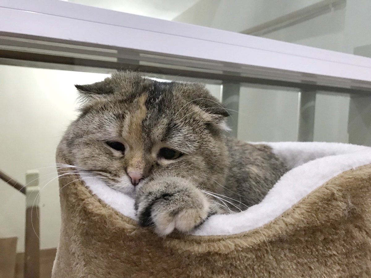 ลูบหัวเลาสิ ลูบหัวเลา งือๆ