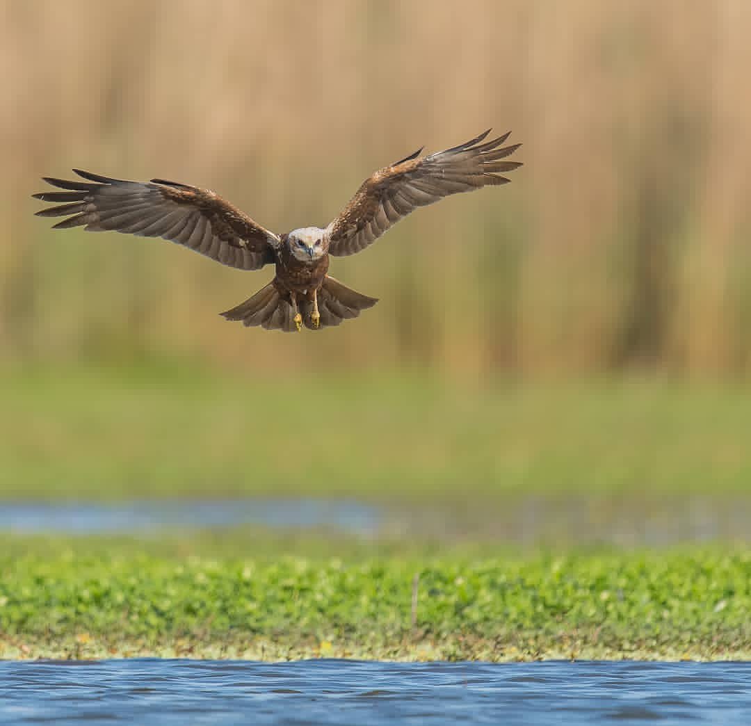 birdofficially's tweet photo. Landing!
Bird name: Marsh harrier
Location: Head marala, Pakistan
#birds #wild wings #nature #anding #light #animal
#color #ake #photography #morningtyoptor #travelbeautifulpakistan #etsgopakistan
#pakistanpics #dawndotcom #ig_pakistan
#allmightybirds #udog_feathers https://t.co/3nMMQGkvyG