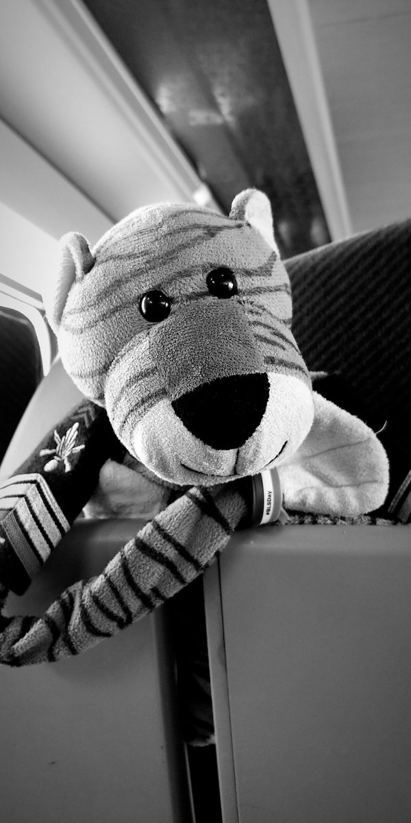 _SCG's tweet photo. Dans le train retour de Rennes...  #Tigrou et moi profitions du calme jusqu'à ce qu'un groupe de mamies et une famille nombreuse nous rejoignent à Laval... Et là,  #CestLeDrame, même les écouteurs anti-bruit (que je prends en hélico) montrent leurs limites...  #VDM https://t.co/1xEOPr8ZNo