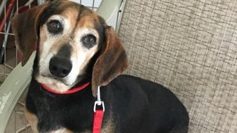 BeagleRescue's tweet photo. Our boy Otis needs your family. 6.5 y/o, 21 lb. beagle mix, adorable &amp; loving.  https://t.co/61PR37QCMN https://t.co/DySNWBa19E