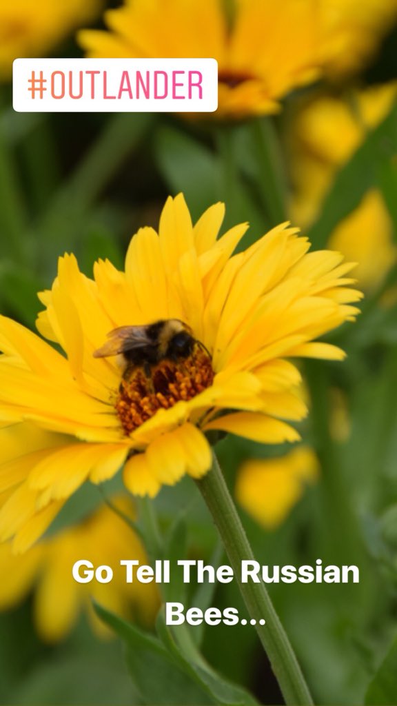PriscillaPilon's tweet image. Russian bees 🐝 pollinating the beautiful flowers 🌺 - @Writer_DG I have met locals who asked me when book nine is coming and I said, #donotknow #nobodyknows #notevendiana #itsreadywhenitsready