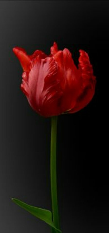 1MillionTulips's tweet photo. One Million Tulips. The Colour of Sunday - Red #Tulips #OneMillionTulips #TulipFestival #TulipEconomy #TulipBulbs #Canada #CanadaBlooms #TulipCanada #Ottawa #WorldOfFlowers #WorldOfFriendship #TulipFields @GeeTeeBulbCo Fall Planting will be here Soon. https://t.co/tgjnTYPvYV