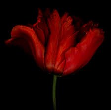 1MillionTulips's tweet photo. One Million Tulips. The Colour of Sunday - Red #Tulips #OneMillionTulips #TulipFestival #TulipEconomy #TulipBulbs #Canada #CanadaBlooms #TulipCanada #Ottawa #WorldOfFlowers #WorldOfFriendship #TulipFields @GeeTeeBulbCo Fall Planting will be here Soon. https://t.co/tgjnTYPvYV