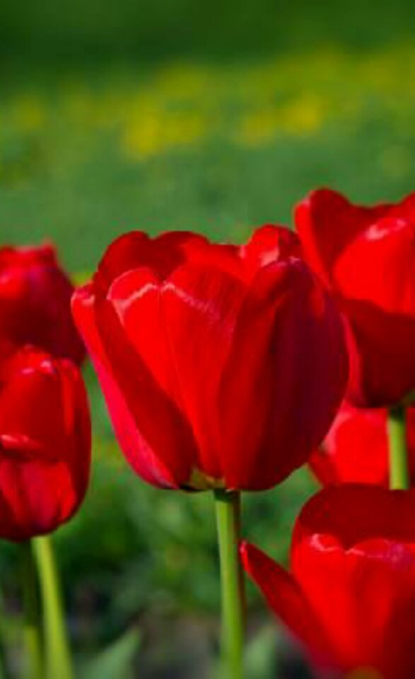 1MillionTulips's tweet photo. One Million Tulips. The Colour of Sunday - Red #Tulips #OneMillionTulips #TulipFestival #TulipEconomy #TulipBulbs #Canada #CanadaBlooms #TulipCanada #Ottawa #WorldOfFlowers #WorldOfFriendship #TulipFields @GeeTeeBulbCo Fall Planting will be here Soon. https://t.co/tgjnTYPvYV