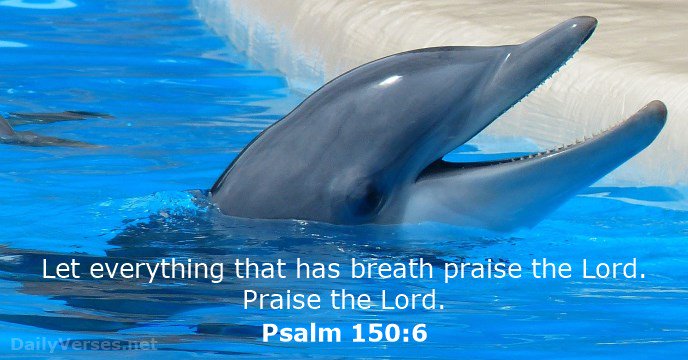 KingDavidSong's tweet photo. #Psalm #DavidPsalm #Praise #Worship #Hallelujah #edefy https://t.co/ZmKM7ldQTd