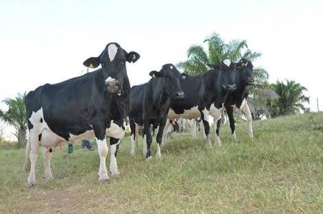 NorteAgroTO's tweet photo. Embrapa busca parceiros no Estado do Tocantins para desenvolver projeto voltado à pecuária leiteira https://t.co/1thYNHTJMR #NorteAgroTO #pecuária #gadoleiteiro #agropecuária #BaldeCheio @embrapa https://t.co/I8VnDZ2gja