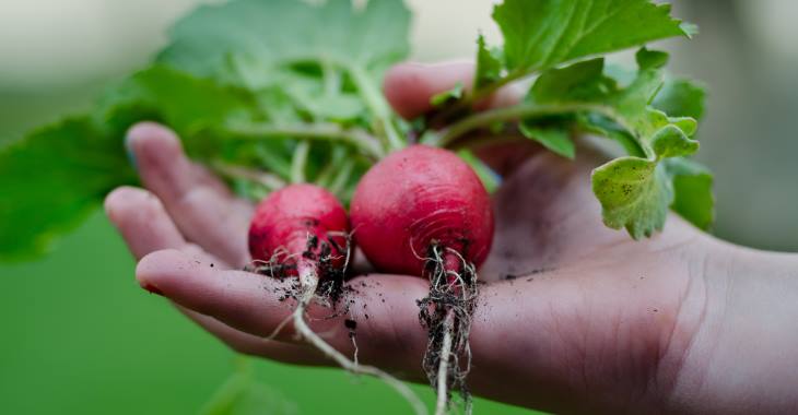 New research has found British families are making the most of the great outdoors and are starting to experiment with homegrown foods - what do you grow in your garden? Find out more here: bit.ly/2O48Db9
