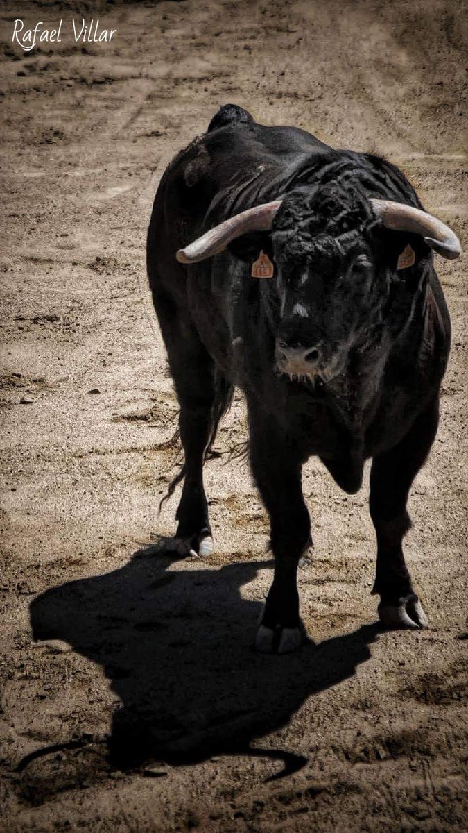 Bravo novillo de la ganadería de María Cascón, de nombre «Velosico» n° 36, lidiado en tercer lugar en ADAC Céret de Toros por Aquilino Girón, al que cortó una oreja.
<a href="/aquilinogiron/">Aquilino Giron</a> <a href="/JuanLui82177698/">Juan Luis Fraile</a>
<a href="/Aibabur/">Alfonso Ibarra</a> <a href="/JuanLuisvisitas/">Juan Luis Fraile Martín</a>