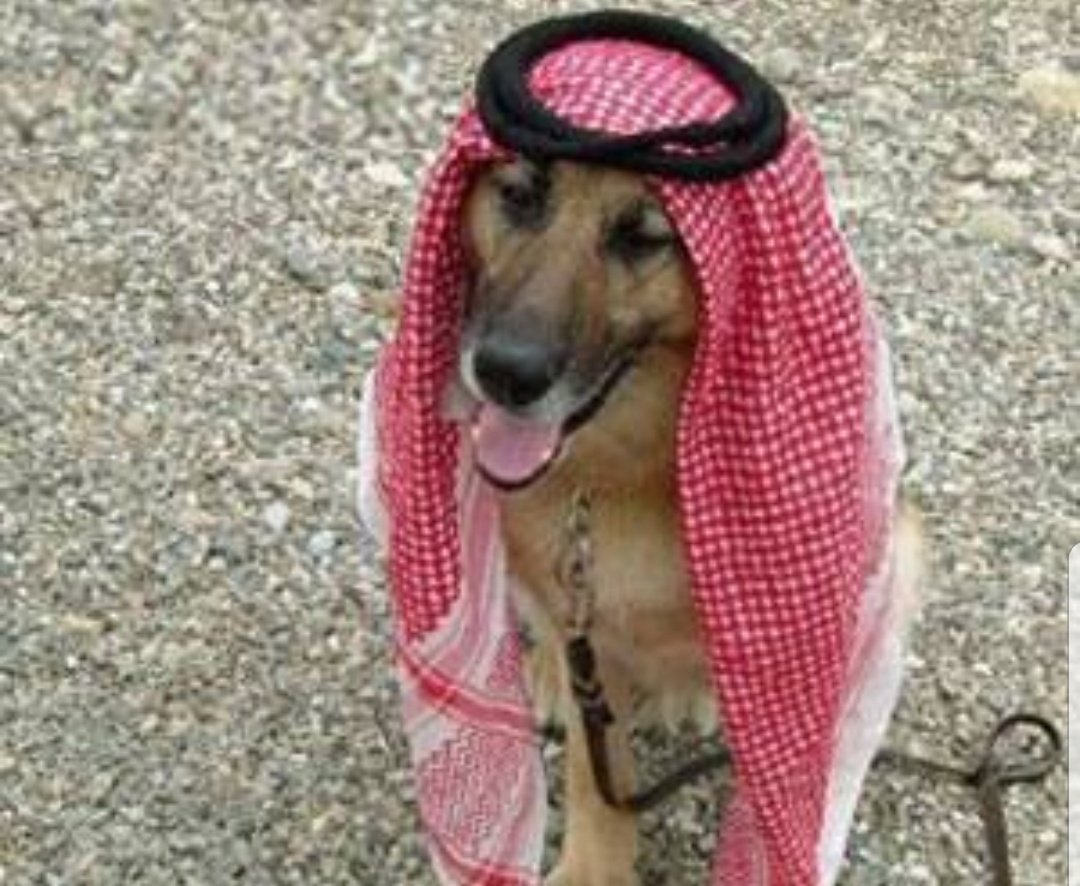 Sam_52CT's tweet photo. @x_y65 @ANNEDAWY @MohamedEmad1200 @AJArabic نباحك طرب 😂🤣 https://t.co/9ZyHgSWwgI