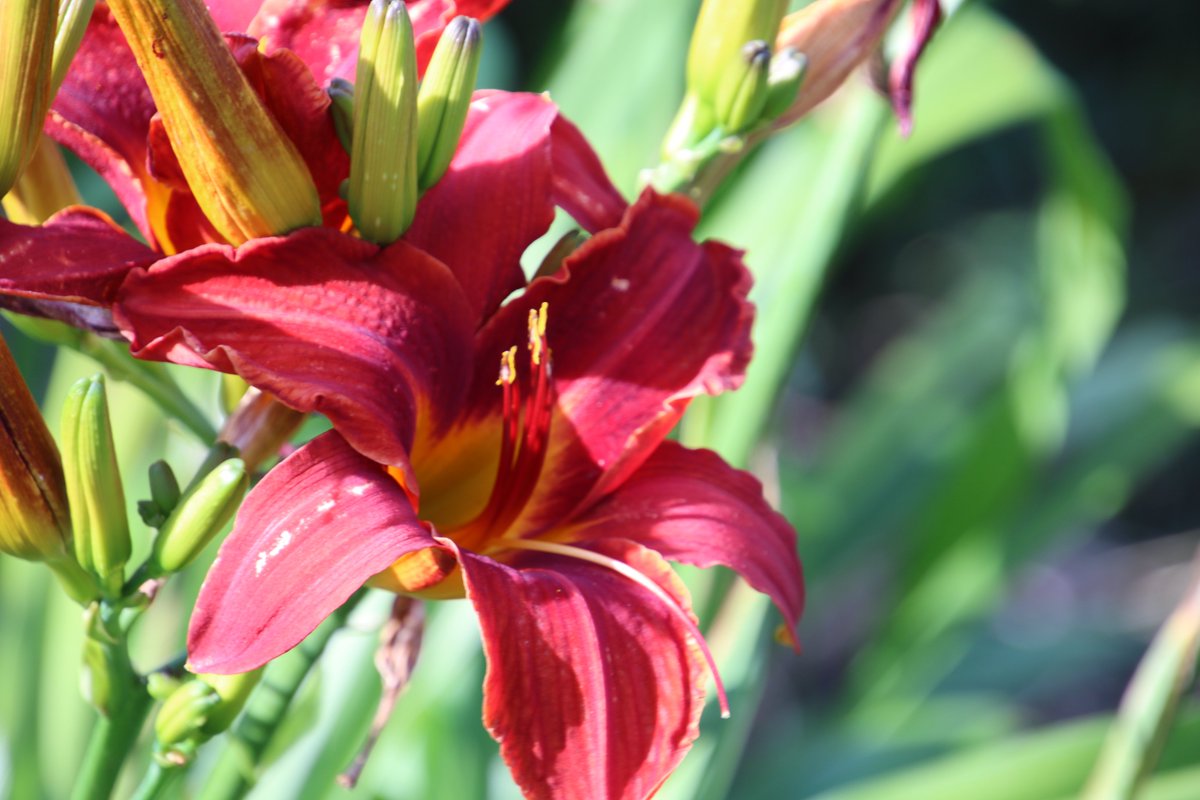 Yoko Ito Twitterissa カンゾウ 帰り道の畑脇で 真っ赤な甘草が 毎年ここで咲く 花 カンゾウ 甘草