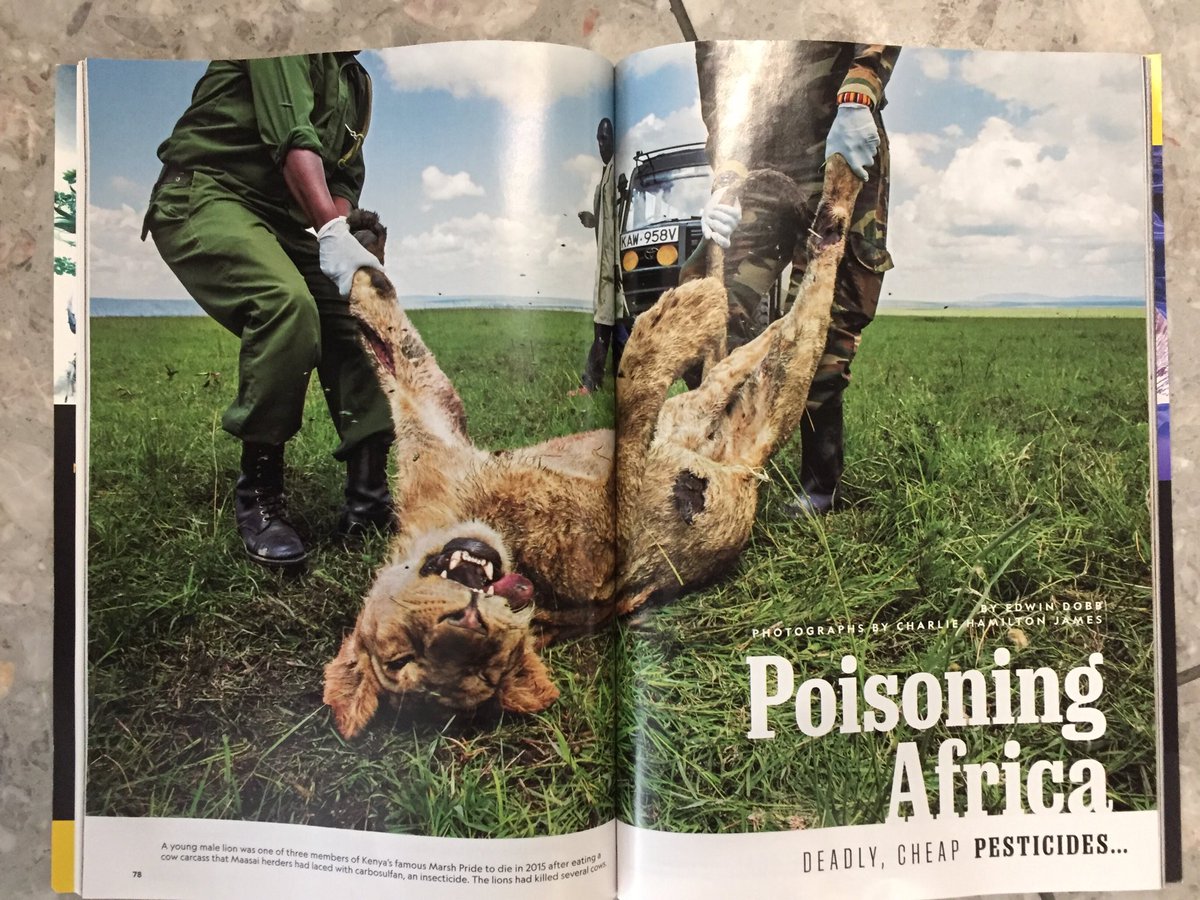 paulakahumbu's tweet photo. .@MagicalKenya @kwskenya @wildlifedirect The  Current issue of @NatGeo has a major article about the poisoning of lions in Kenya. The best time to take action is NOW https://t.co/8uLGvBVRi7