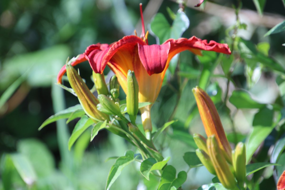 Yoko Ito Twitterissa カンゾウ 帰り道の畑脇で 真っ赤な甘草が 毎年ここで咲く 花 カンゾウ 甘草
