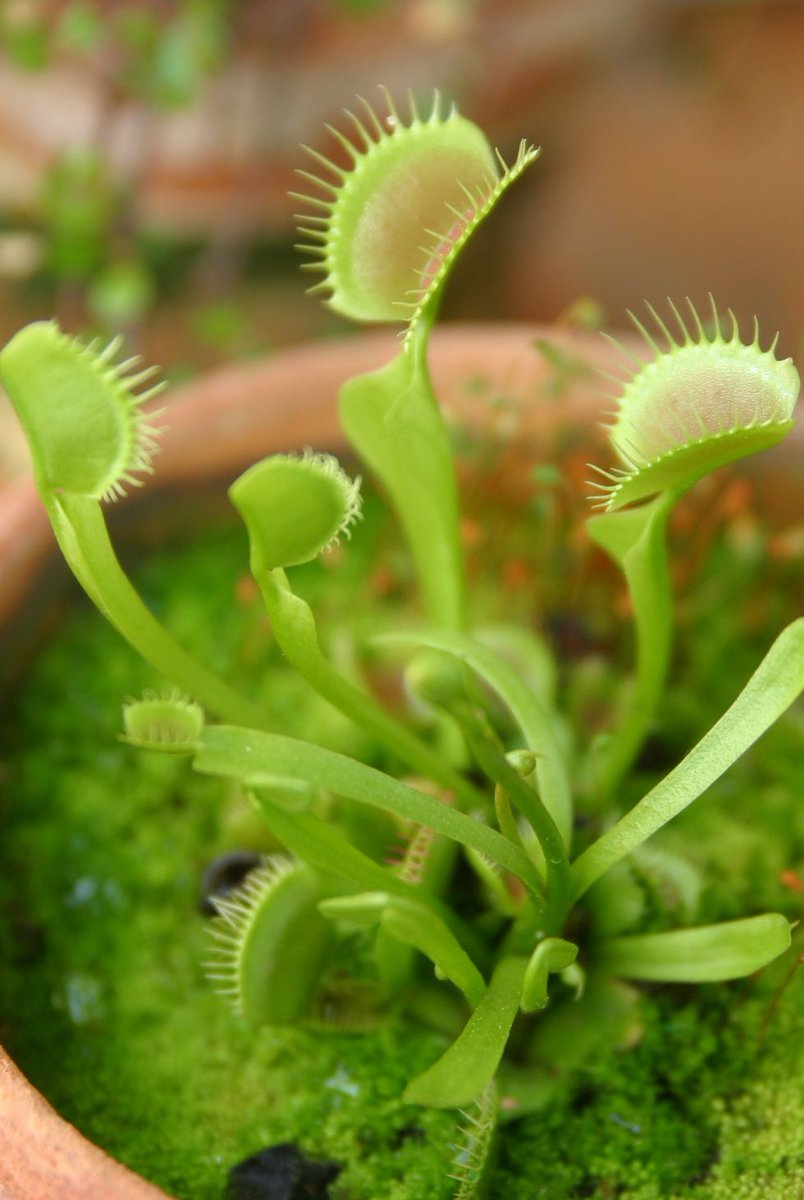 HomeStyleStoves's tweet image. You're outside enjoying your home style #stoves but then you notice all of nature decides to move into your #home... here are 7 #houseplants to help to keep insects at bay! ow.ly/JHiG30l2wBm