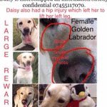 cassiede24's tweet photo. So pleased Oscar #findstolenoscar has been found, please RT to help Daisy, Jet &amp; Alice be next 🙏

@Wistowgeoff @LizJ_T @SAMPAuk_ @MissingPetsGB @FINDMISSINGDOGS @finding_pets @MissingDogsIrl 
@HelpStolen @FindStolenJet #stolenalice https://t.co/ohYKRGYfK0
