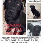 cassiede24's tweet photo. So pleased Oscar #findstolenoscar has been found, please RT to help Daisy, Jet &amp; Alice be next 🙏

@Wistowgeoff @LizJ_T @SAMPAuk_ @MissingPetsGB @FINDMISSINGDOGS @finding_pets @MissingDogsIrl 
@HelpStolen @FindStolenJet #stolenalice https://t.co/ohYKRGYfK0