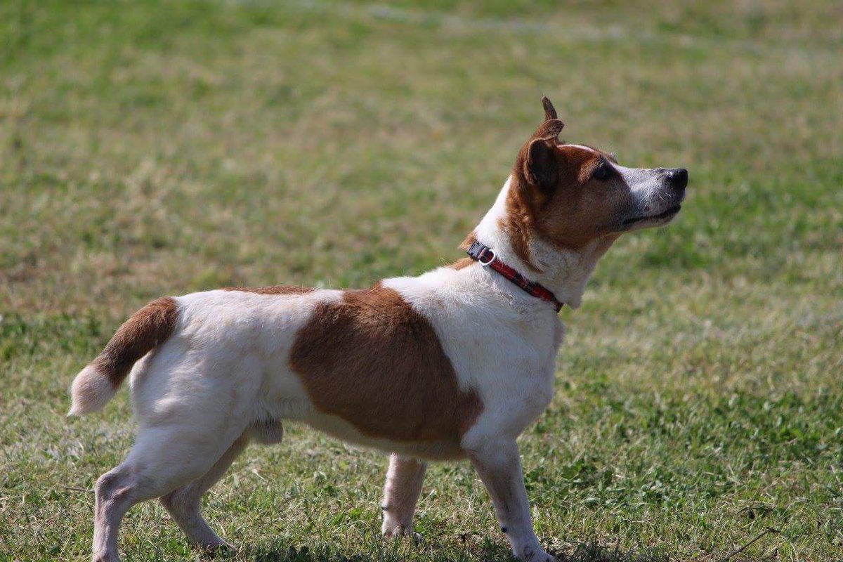 迷子犬マイロ ジャックラッセル 探し隊 Maigoin Mairo Twitter 迷子犬マイロ ジャックラッセル 探し隊 Maigoin Mairo Twitter