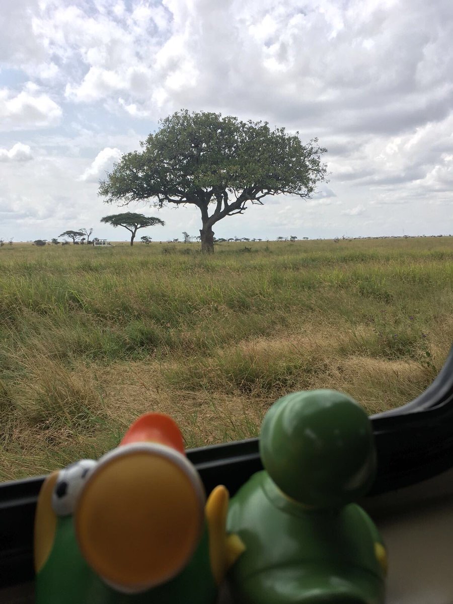 WandererDuckies's tweet photo. to spot a leopard, you need
- patience
- a good pair of eyes (or binoculars)
- and most importantly, a great guide!
Thanks Bashir!
#travel #wanderlust #safari #tanzania #serengeti #bigfive #thebigfive #wildlife #leopard #shadowsofafrica @aussieontheroad @1234shadows https://t.co/kJtnOH3lzQ