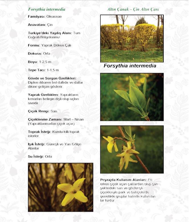 Kitabımızı inceleyebilir ve %40 indirim ile sipariş edebilirsiniz; idefix.com/Kitap/Peyzaj-B…