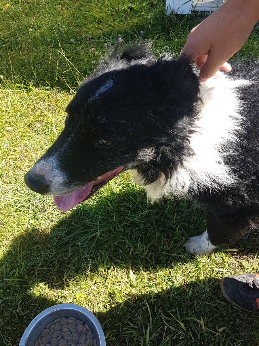 GwinearRoadStn's tweet photo. We have a beautiful stray Border Collie.

If you know of anyone who has lost a Collie in the #ConnorDowns #CarnhellGreen #Gwinear #Camborne #Hayle #PrazeAnPeeble area please contact us or the team at @CornwallCouncil.

@bbccornwall @piratefm @CornwallLive @DC_Police @WestBriton https://t.co/481WaQIRpu