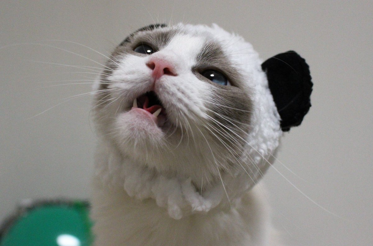 パンダ役やらされて、この顔。

＼ムンッ／