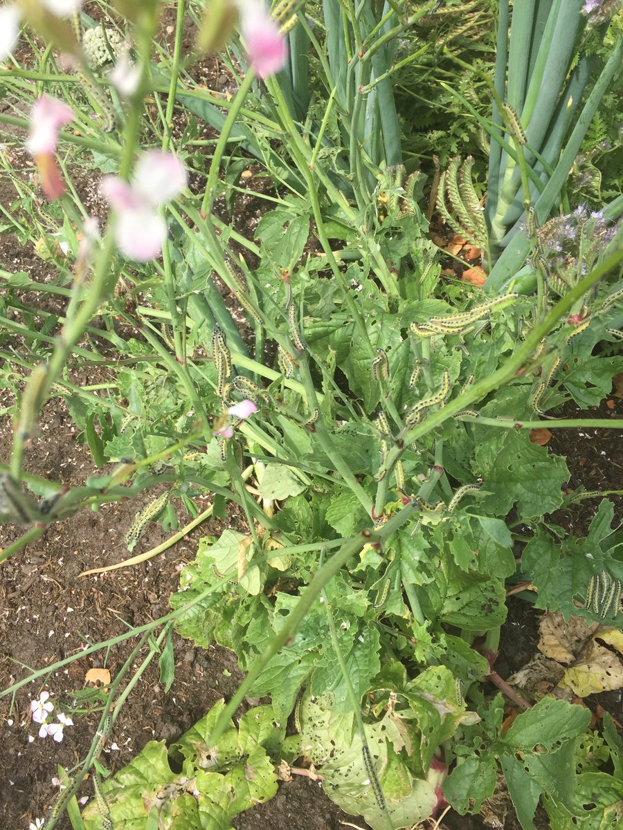 groningenzk's tweet photo. Uit één geplant radijsje komt dit rupsenparadijsje; ik hoor ze eten alsof/omdat hun leven er vanaf hangt...! #beesteninhetnieuws #zomertuin https://t.co/YkCU3uRrVF
