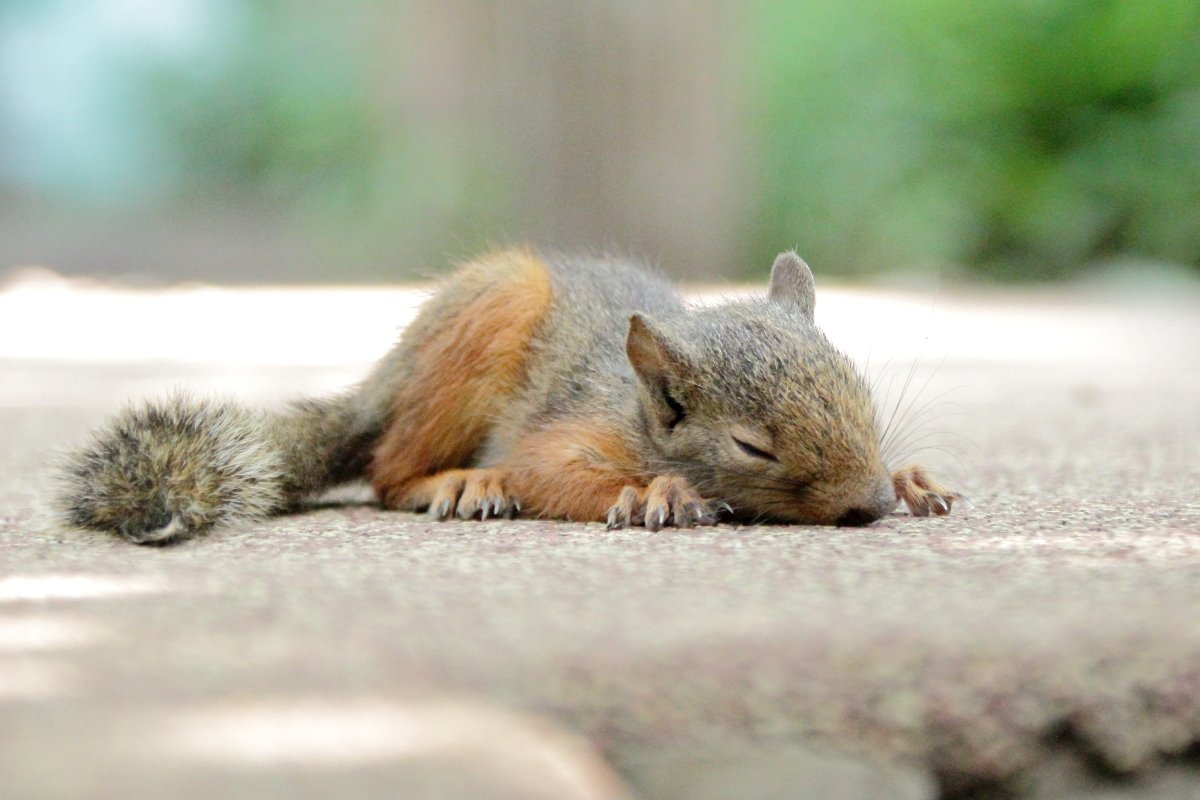 あにまるまにあ Twitterissa 先週リスの小径で遭遇したチビッ子リス 写真では分かりにくいが まだ独り歩きが危なっかしいくらいの大きさ 大胆にも歩道の上で寝ていた 見ている人の方がハラハラ そしてここからこのチビッ子の大冒険が始まった 井の頭自然