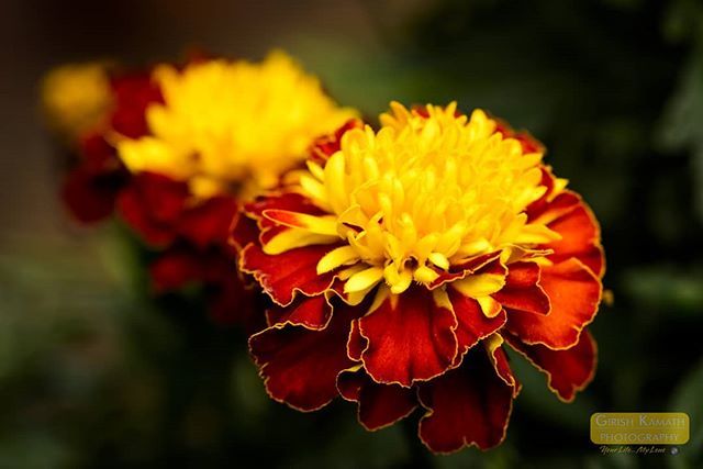 French Marigold #flowerphotography #Flora #instamacro #instaflowers #flowergram #macrogram #nikonphotographer #d810 #105mm #Lightroom #Nature #amazing #lovely #Inspirational #wonderful #garden #mygarden #nikon📷 ift.tt/2zZRT1M