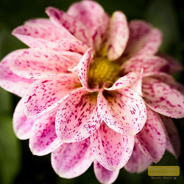 Rudbekia #flowerphotography #Flora #instamacro #instaflowers #flowergram #macrogram #nikonphotographer #d810 #105mm #Lightroom #Nature #amazing #lovely #Inspirational #wonderful #garden #mygarden #nikon📷 ift.tt/2mBpS7i