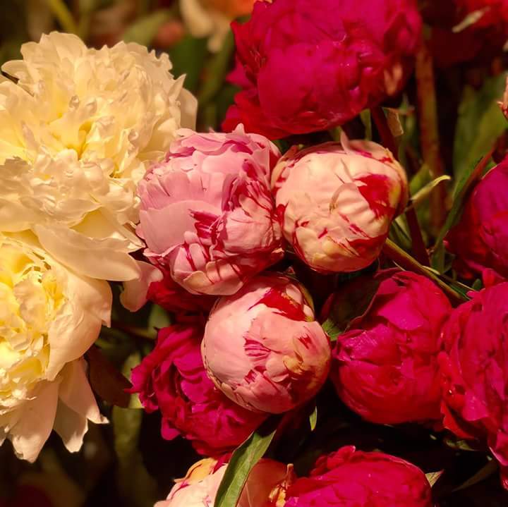 I love beautiful flowers 😍😘